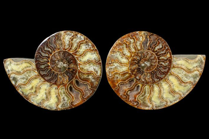 Cut/Polished Ammonite Pair - Agatized #79146